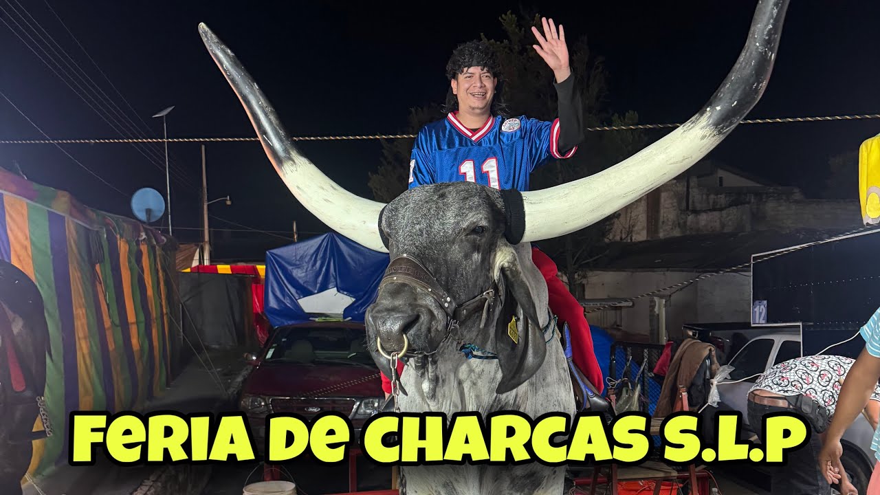 ASÍ SE DOMA UN TORO FERIA DE CHARCAS SAN LUIS POTOSI