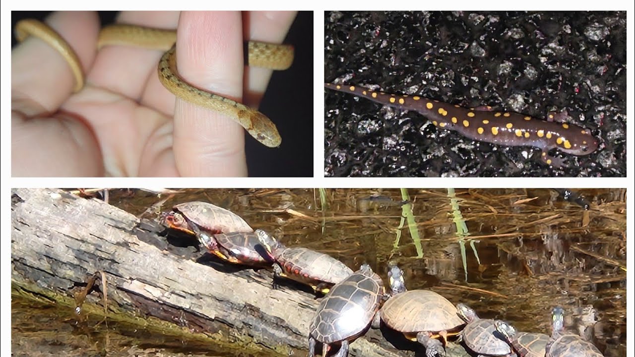 Early Spring Herping in Delmarva: Salamanders, Turtles, & First Snakes of 2025!!