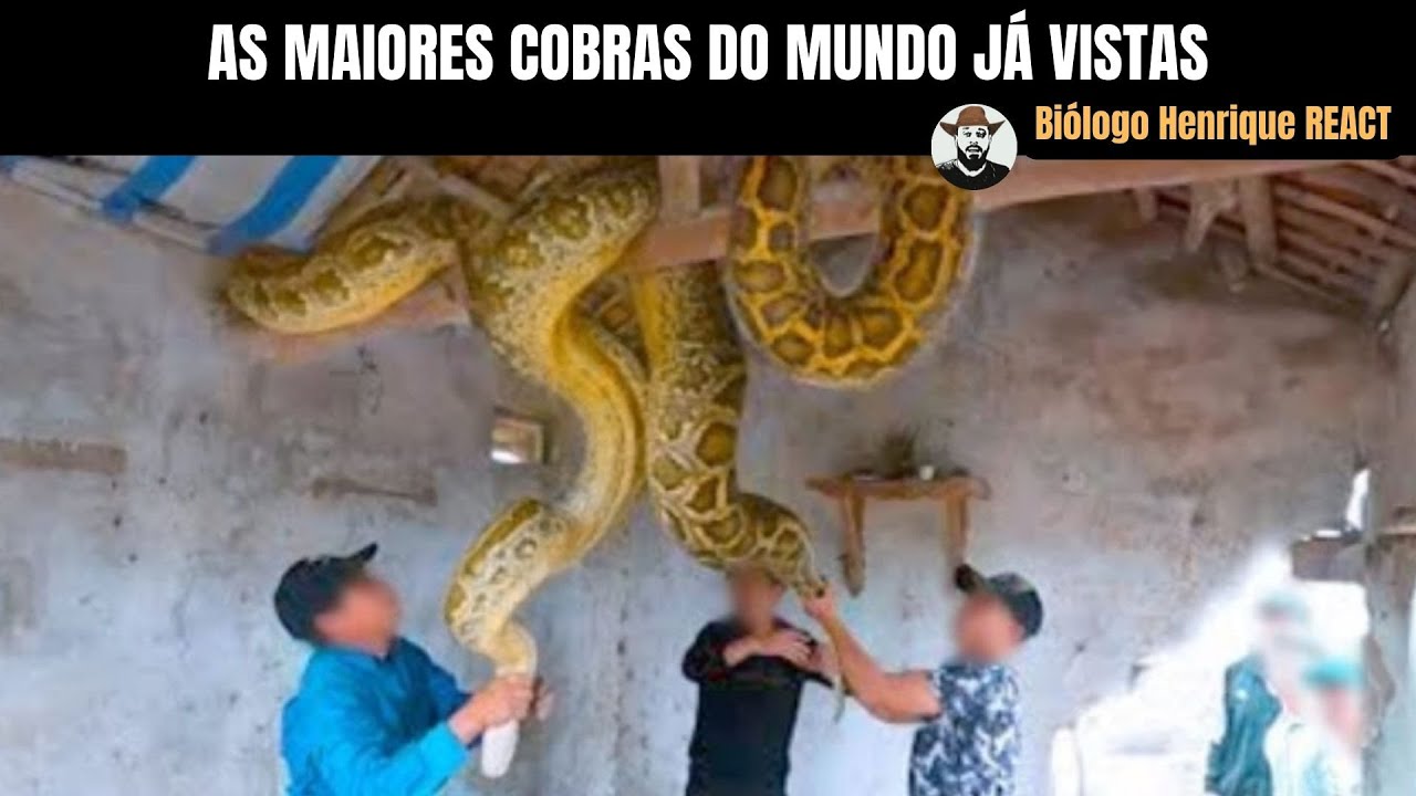 As maiores Cobras do Mundo já Vistas | REACT ao canal @Ligado no Desconhecido