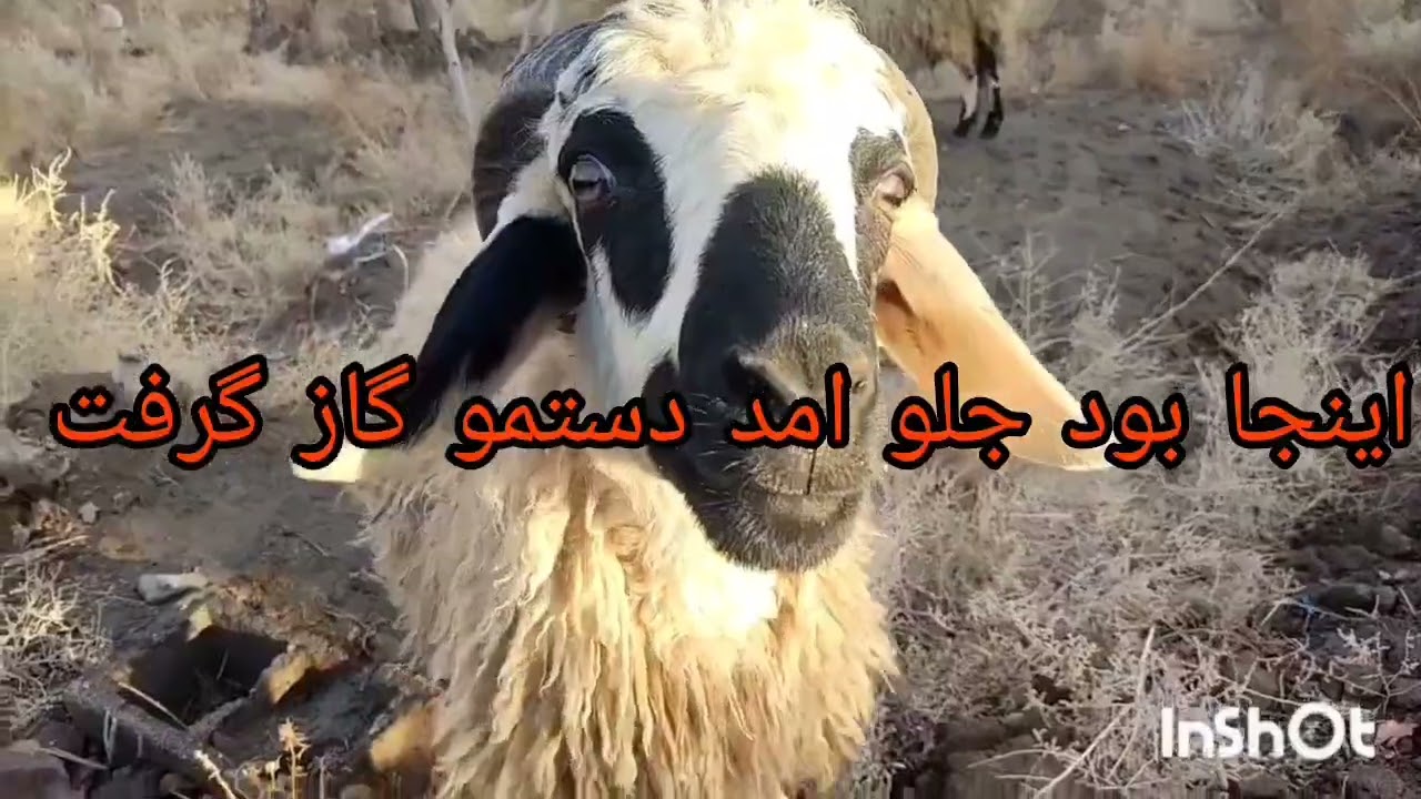 گوسفند داری در روستا 