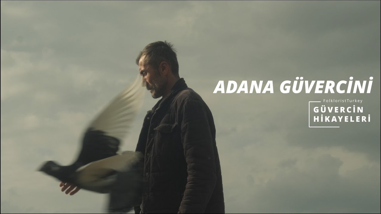 Adana G&uuml;vercini U&ccedil;uş ve Dalış Serisi | G&uuml;vercin Hikayeleri | KADİRLİ | Uğur Tuluk