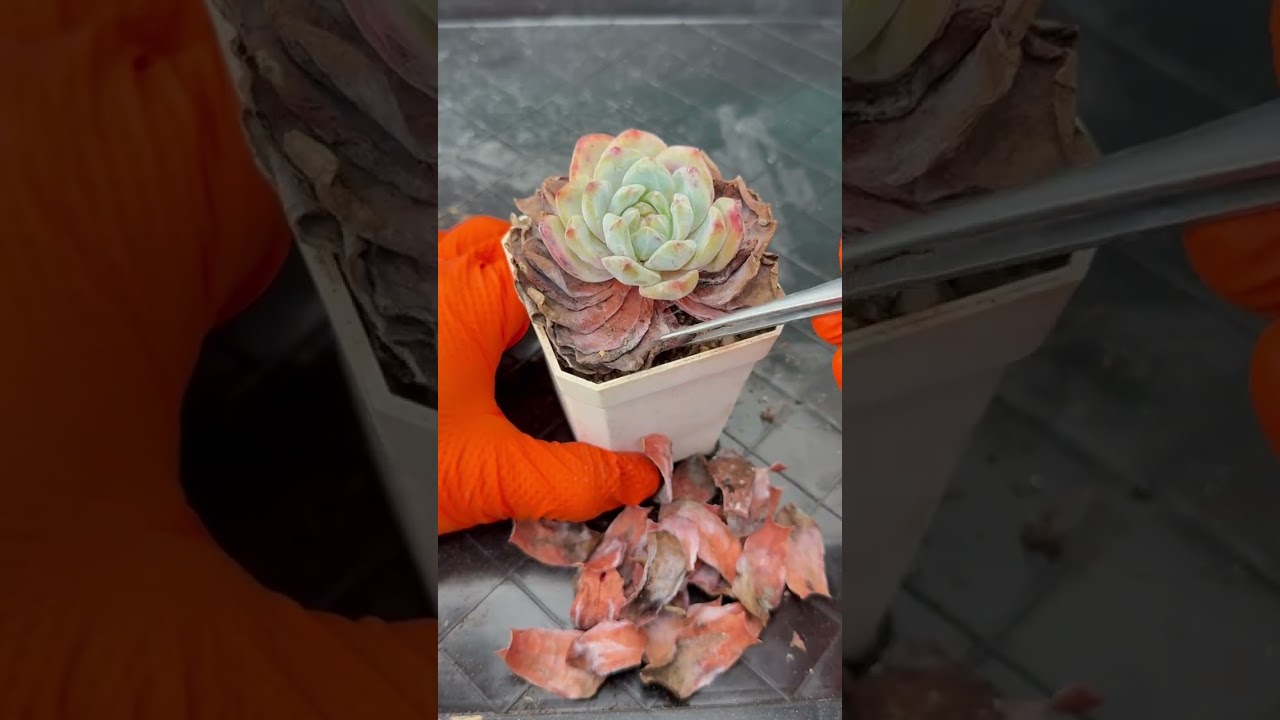 Tranquil Succulent Vista – Peaceful Nature Sounds in 4K for Work & Meditation