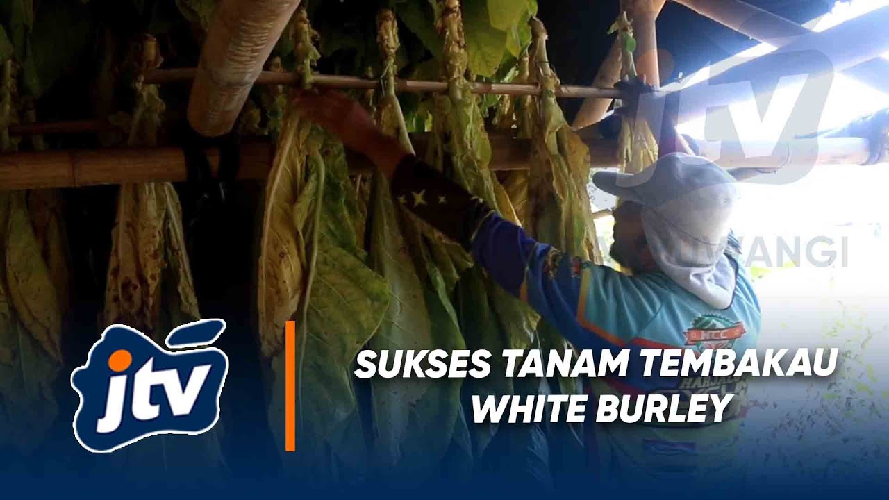 PETANI SUKSES TANAM TEMBAKAU WHITE BURLEY
