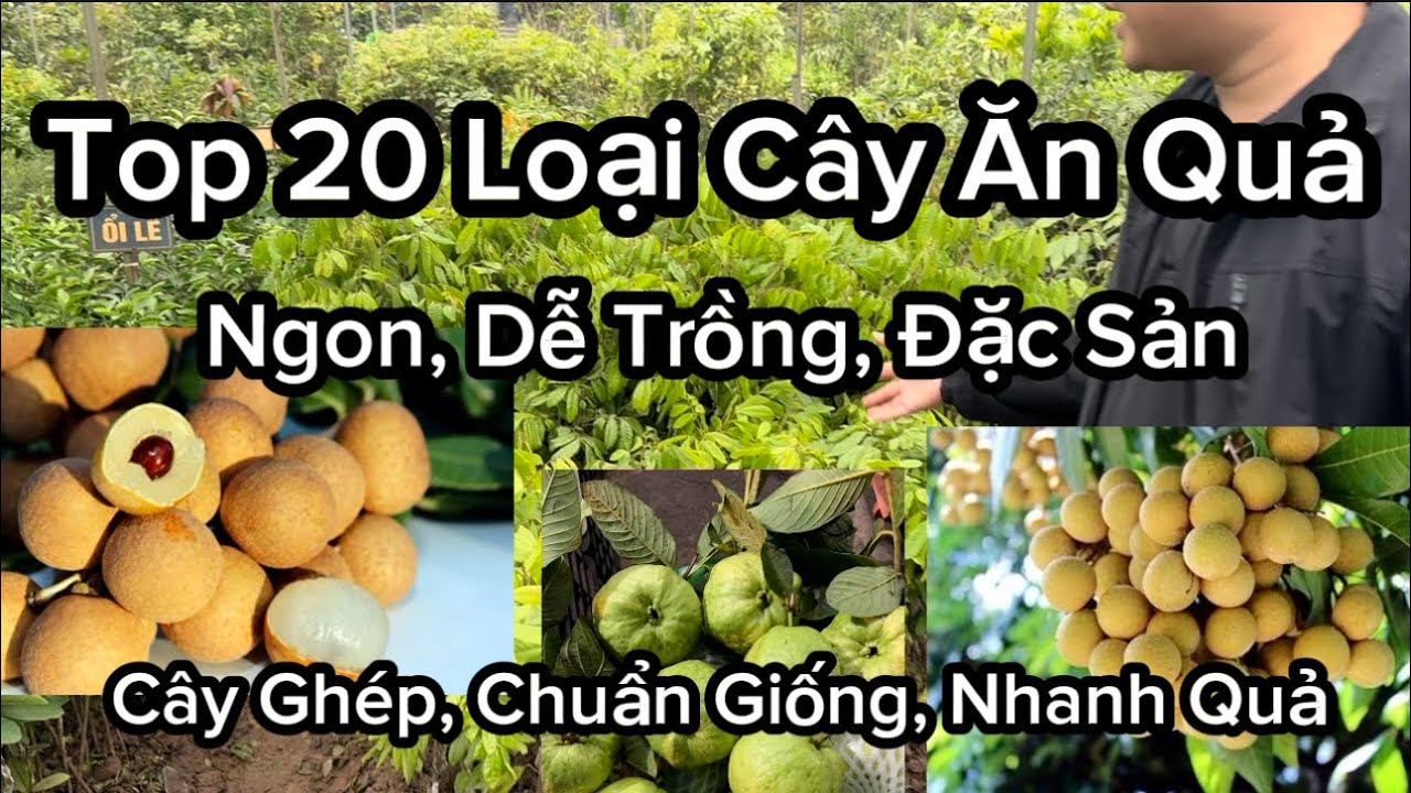 Top 20 Giống Cây Ăn Quả Cực Ngon, Nổi Tiếng Trồng Miền Bắc Nhanh quả Dễ Trồng Không Kén Đất
