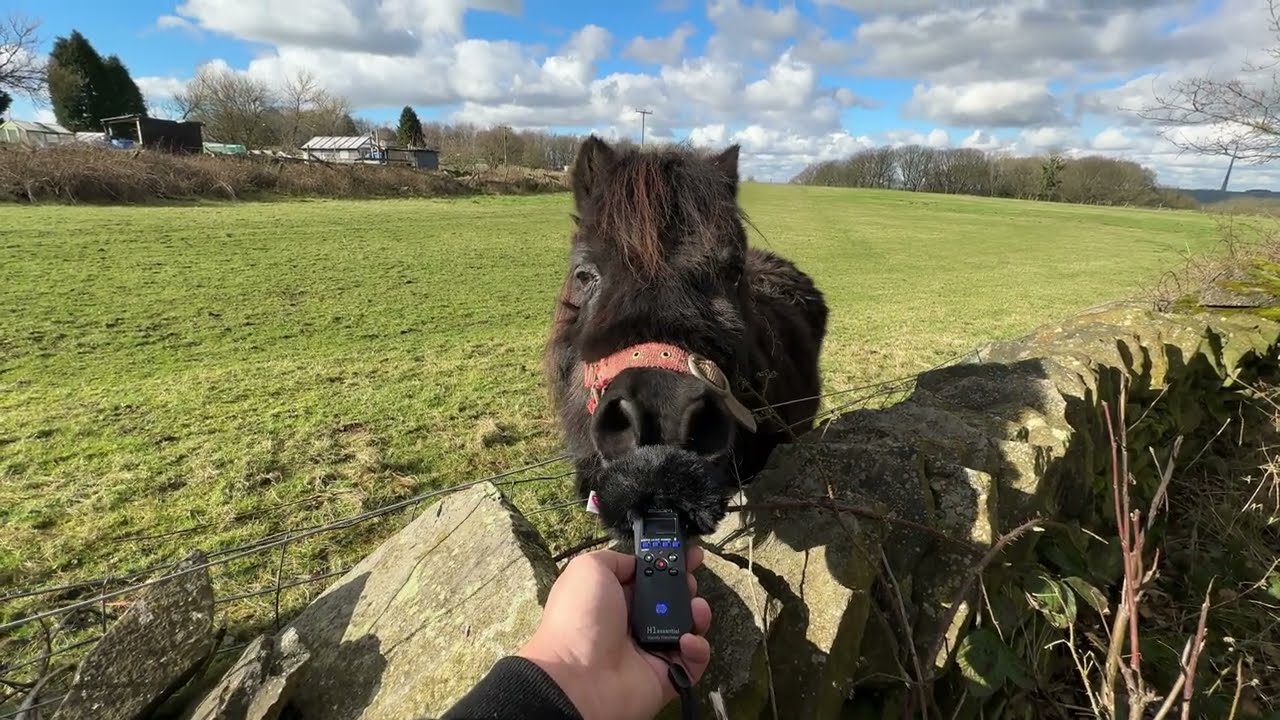 Zoom H1 Essential Field Recording Test