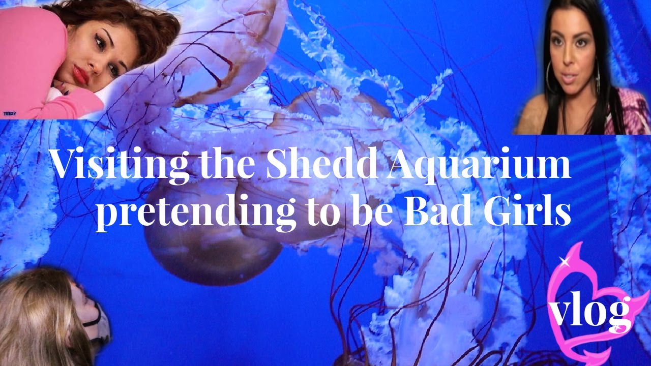 Visiting the Shedd Aquarium After Binging  Bad Girls Club