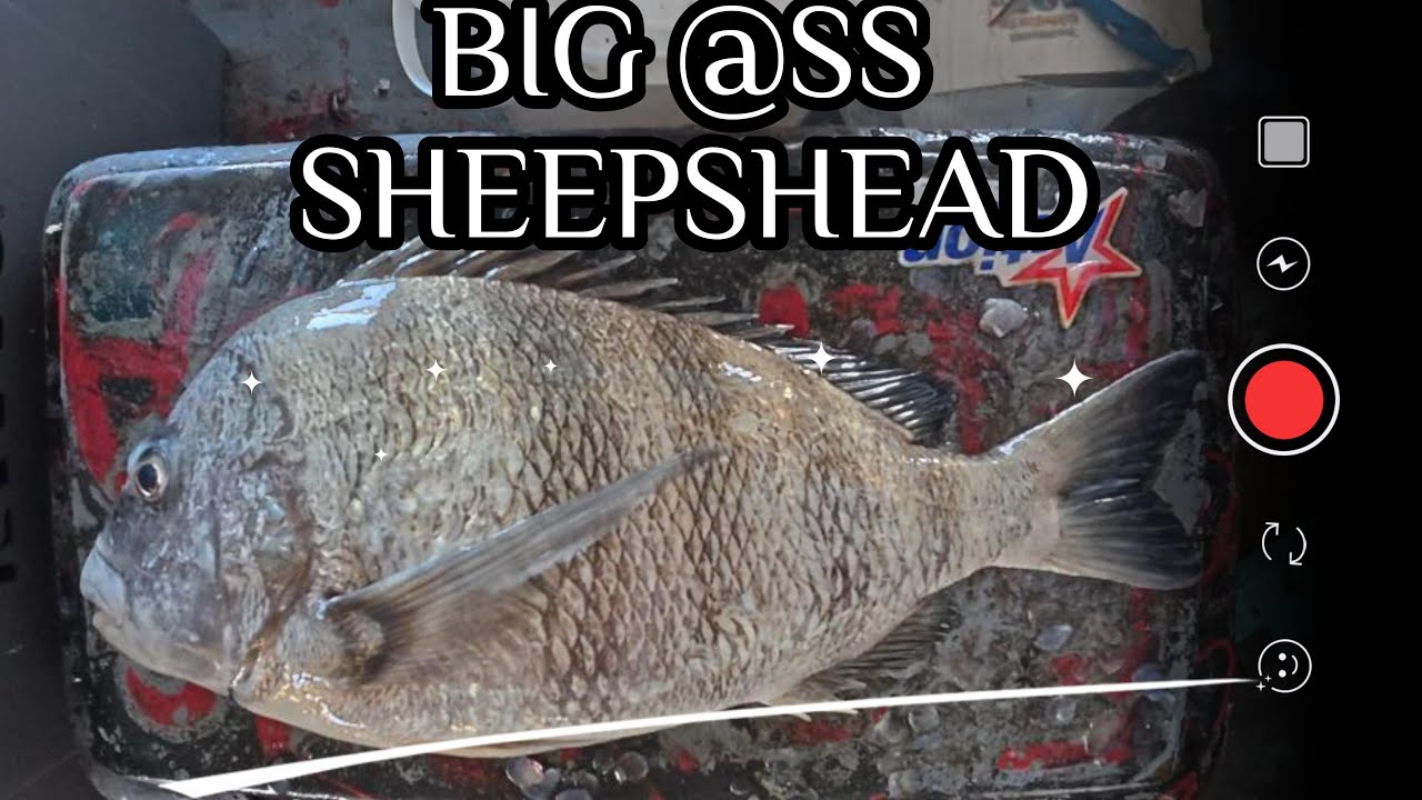 Tampa Bay Davis Island Sheepshead are big as F#$%