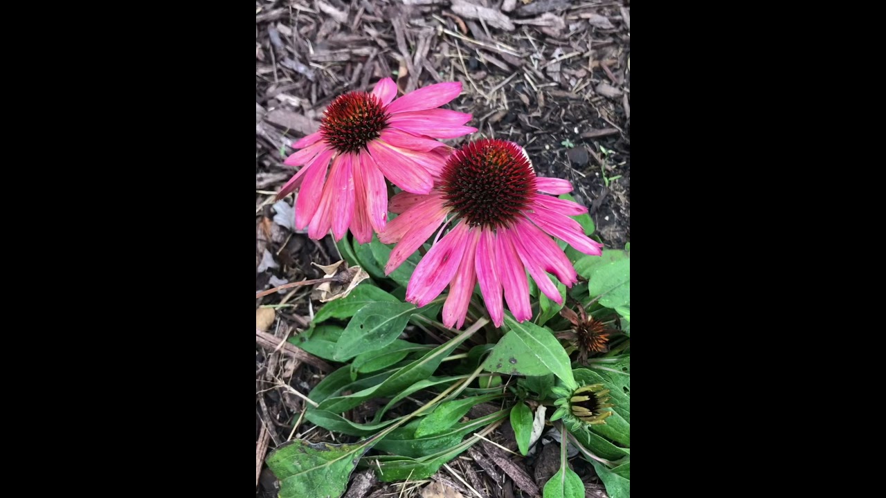 Planting Echinacea seeds in the garden and a quick fall garden tour