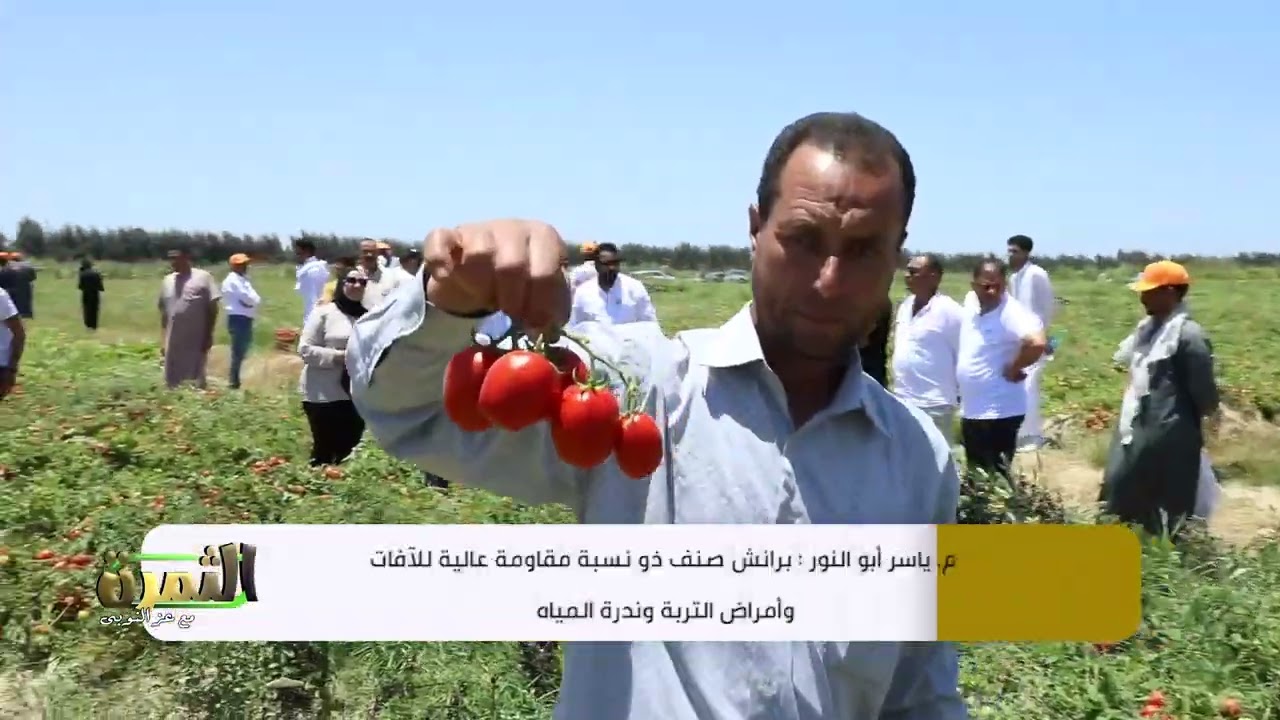 مزارعى  صنف  طماطم برنش  الفدان مكسبه ٣٠٠ الف جنيه وبينتج اكتر من  3000 عداية في العروة