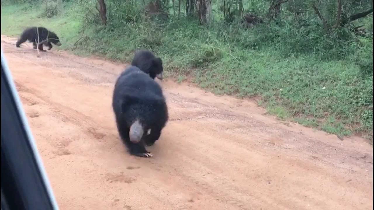 Sri Lankan Sloth Bear Family