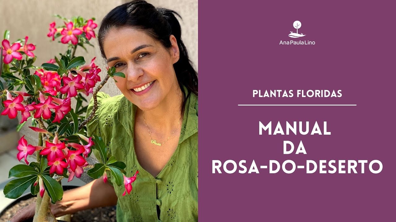 PLANTAS FLORIDAS: Como cuidar e fazer a Rosa-do-deserto florir
