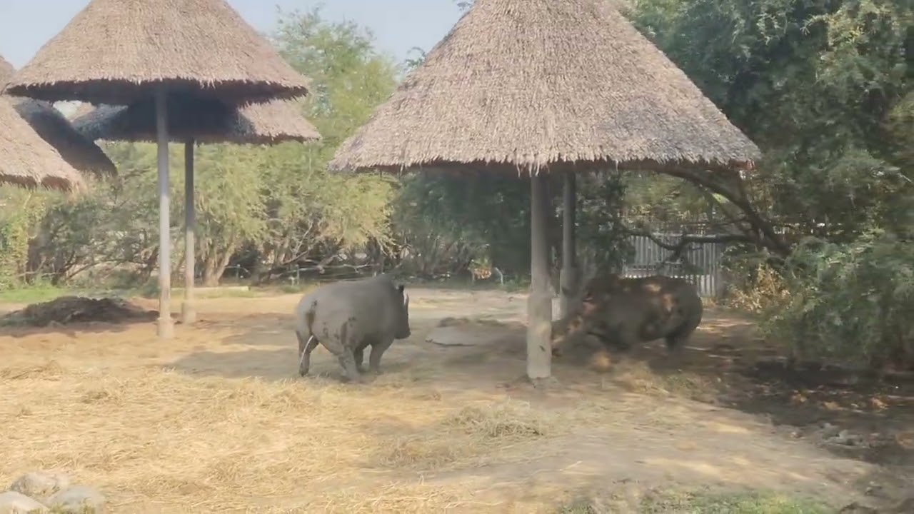 Thai forest