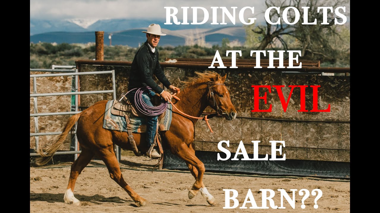 Training Colts at a Sale Barn? Do's and Don'ts