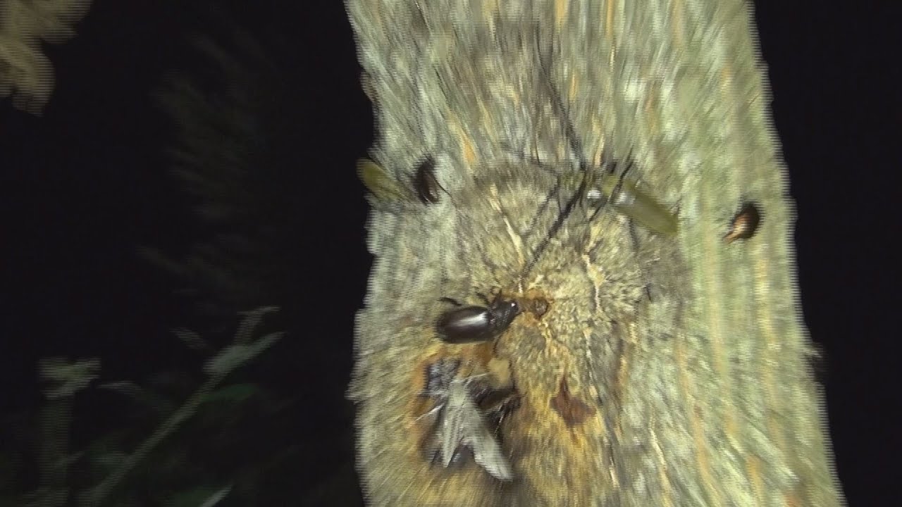 夜のカブトムシ、クワガタムシ採集　　Insects at night