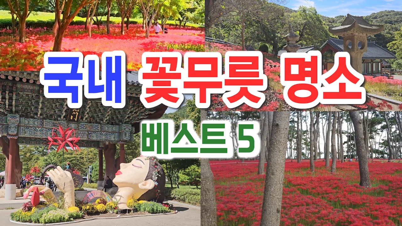 놓쳐서 안되는 국내 꽃무릇명소 베스트 5, 고창선운사, 영광불갑사, 함평 용천사, 김천 직지사, 울산 대왕암공원, 꽃무릇시기, 9월 국내여행지 추천, 9월 가볼만한곳
