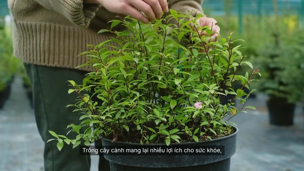 Tìm hiểu về cây cảnh P3