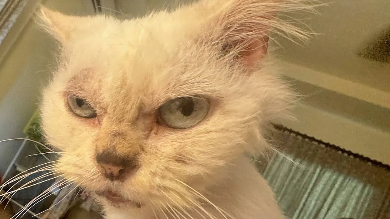 13-year-old cat tastes freedom for first time