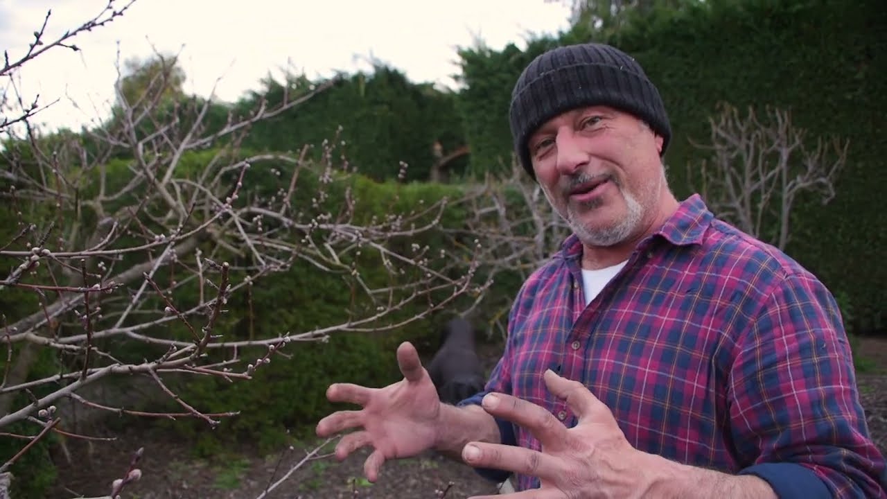 Controlling Leaf Curl Peach & Nectarine Trees - Colloidal Silver Update