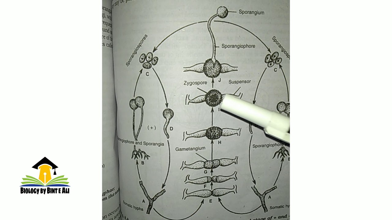 Zygomycota (Reproduction in zygomycota) Asexual and sexual reproduction in zygomycota
