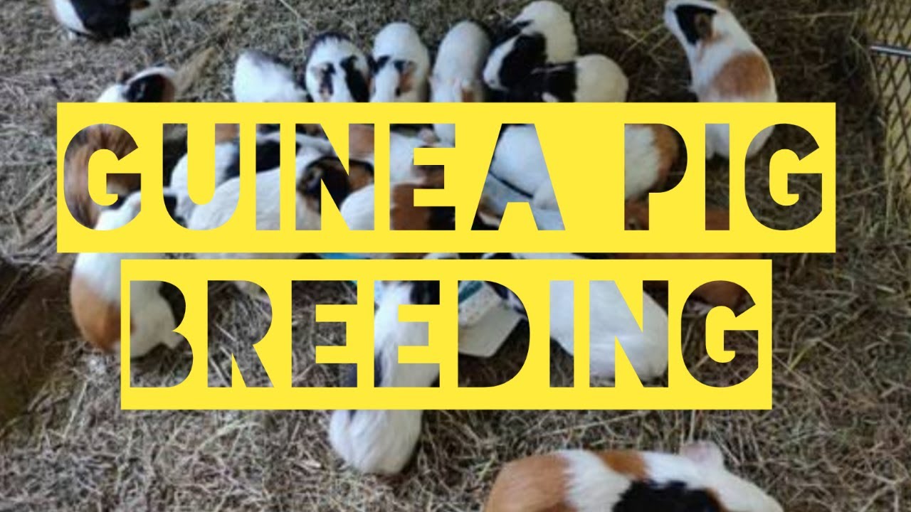 Pano mag breed ng Guinea pig || Mabilis na production