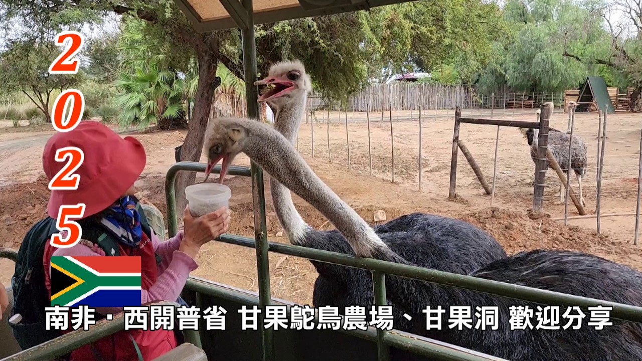 2025南非第6輯│鴕鳥呆頭笨腦如暴龍，什麼都吃還啄相機│西開普省│歐茲頌│甘果鴕鳥農場、甘果洞│歡迎分享！！