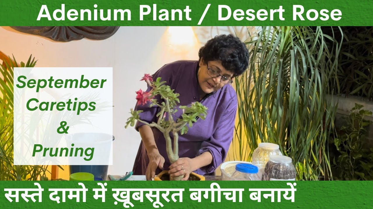 सस्ते दामो में ख़ूबसूरत बगीचा बनायें  | Adenium Plant Ep:5 | September Care Tips and Pruning Bonsai