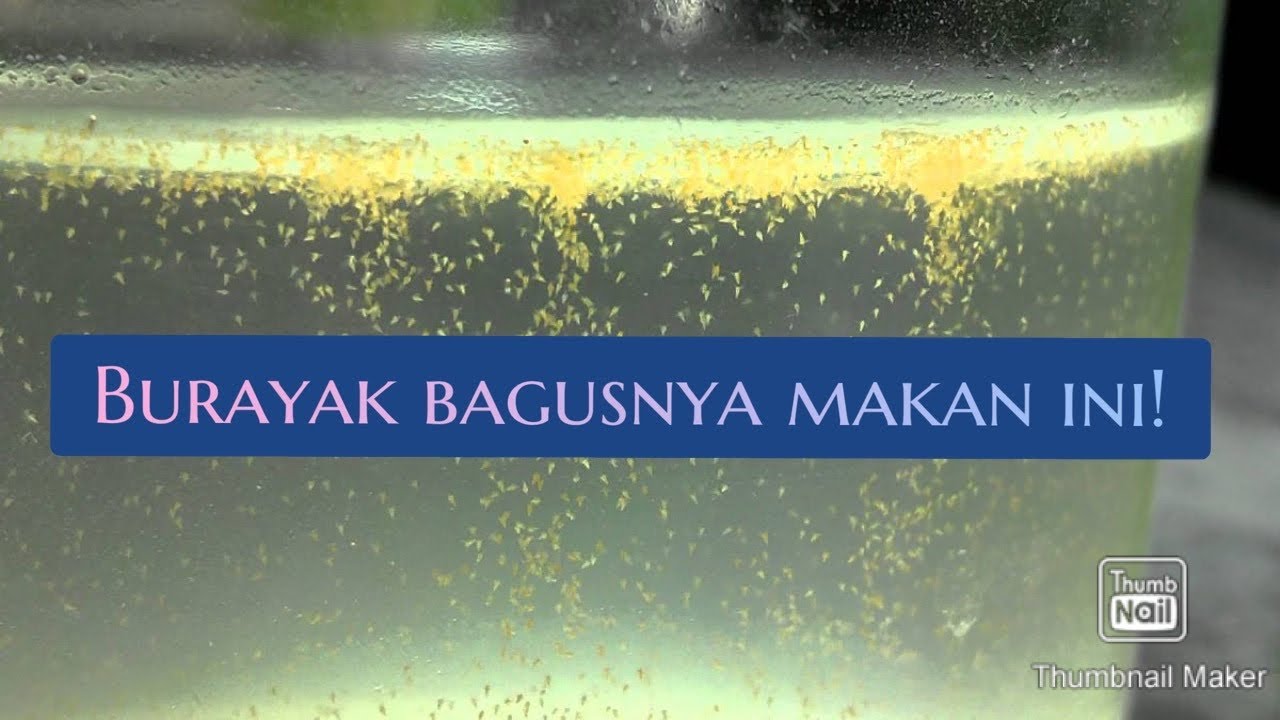 Ini baru makanannya Burayak! 🙆🏻‍♂️