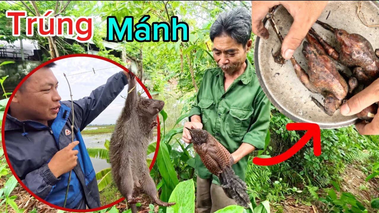 Bẫy Bìm Bịp Bằng Cách Này Rất Đơn Giản Và Món Bìm Bịp Xào Đu Đủ Cực Ngon Của Bác Thông | HUY ANH TV