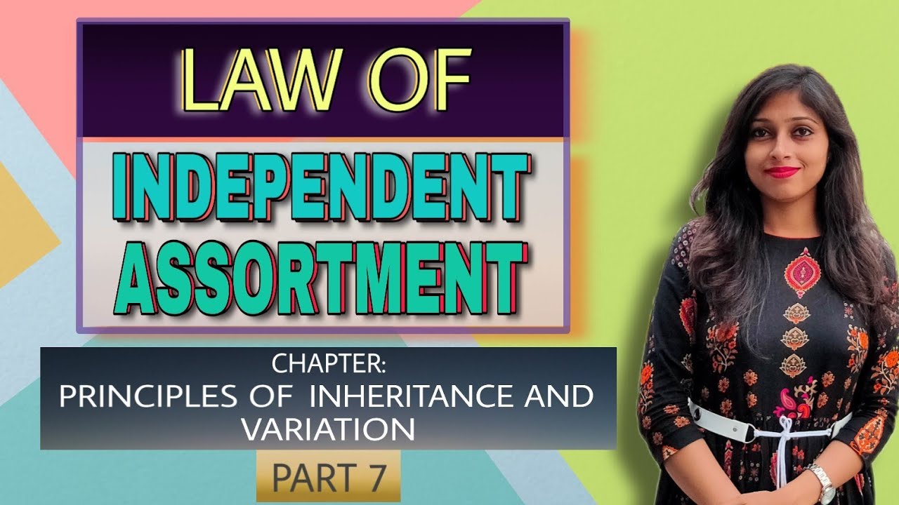 Law of Independent Assortment In Assamese: Part 7 ||Class 12 Biology|| AHSEC /Genetics