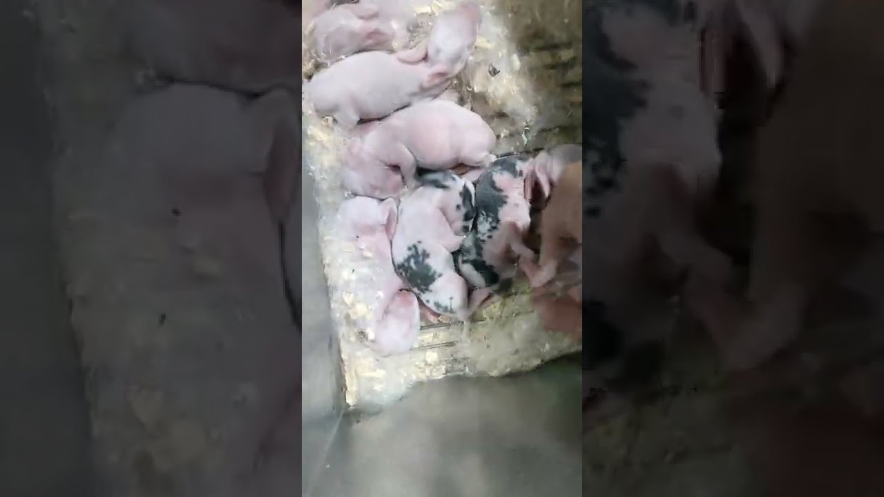 الحرارة عدت ٤٠ صفى مشروع الأرانب لو معملتش زى جدو عصام
