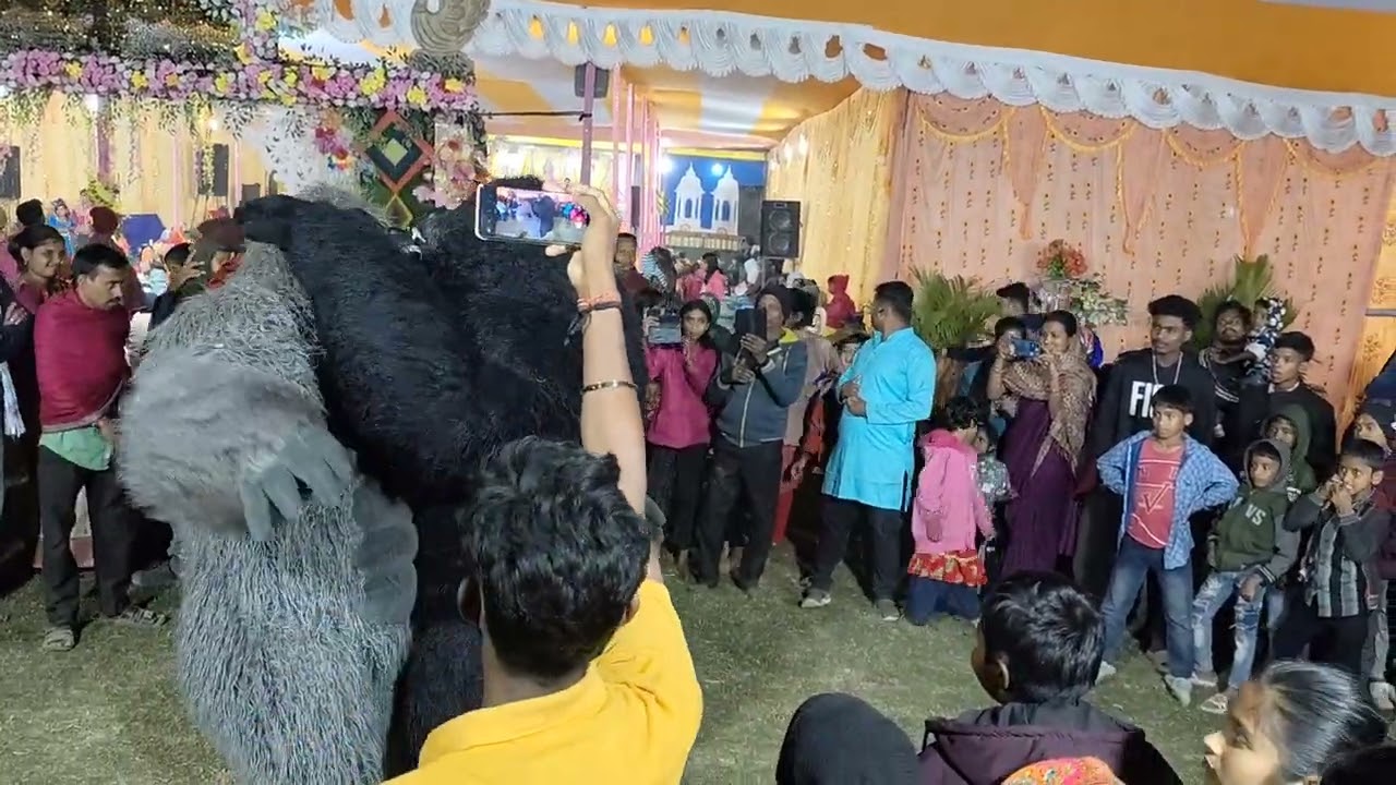 Gorilla 🦍 dance