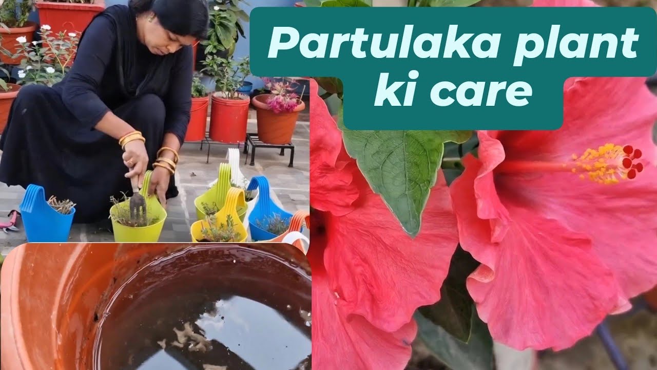 19 FebMoss Rose Plant Care I How to grow Portulaca Plant from cutting I पोर्टुलाका प्लांट कैसे लगाये
