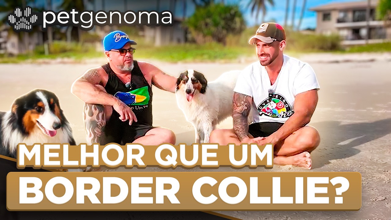 OVELHEIRO GA&Uacute;CHO vs BORDER COLLIE: Qual o melhor? | Cinofilia Digital