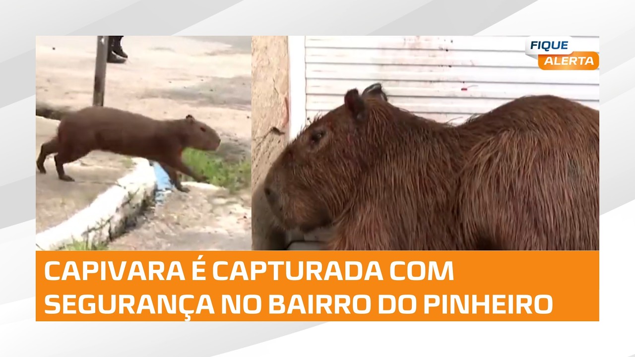 Capivara que estava circulando pelo bairro do Pinheiro é capturada pelo Batalhão Ambiental