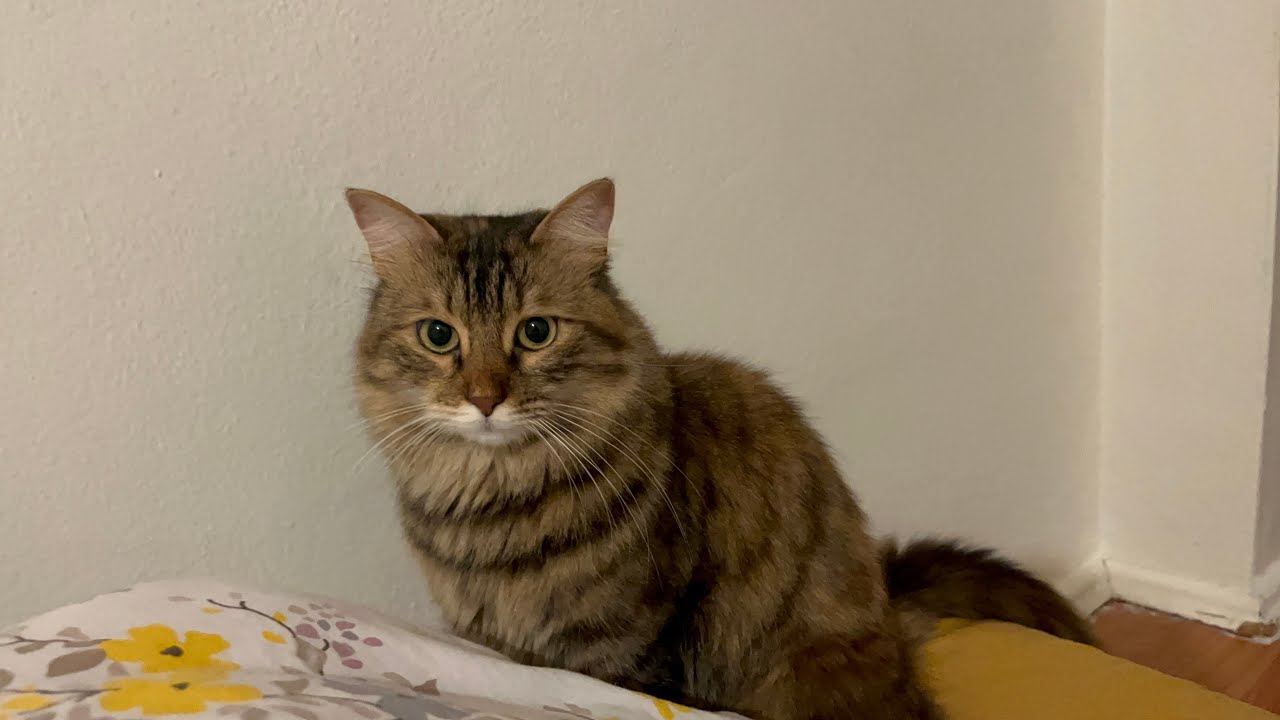 My Cat’s Naughty but Adorable Moments