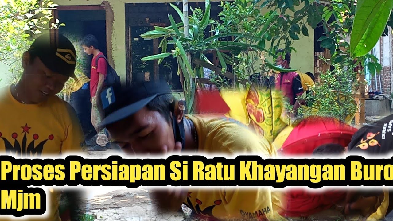 Proses Persiapan Si Ratu Ayu burok Mjm 8 Agustus 2021