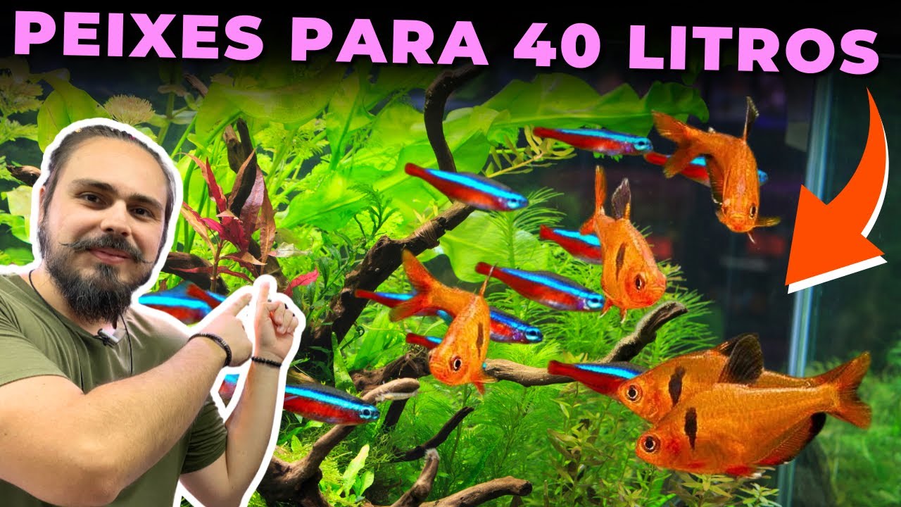 PEIXES PARA AQUÁRIOS DE 40 LITROS