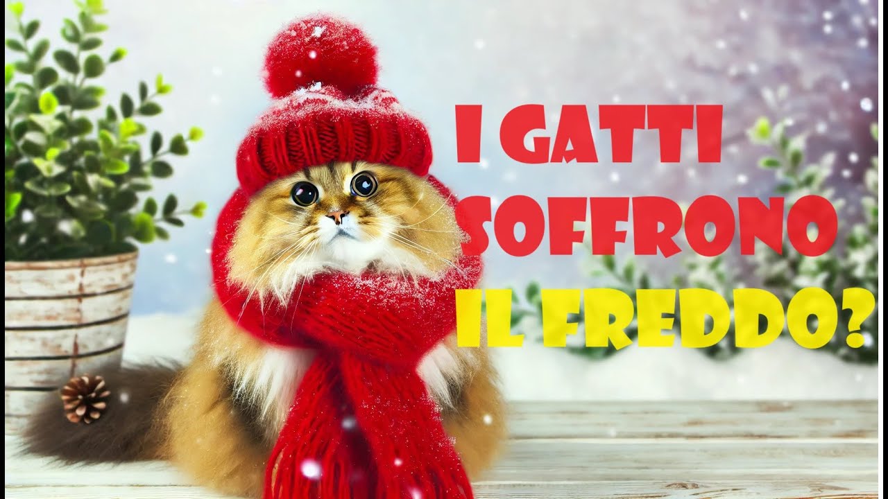 I gatti soffrono il freddo?