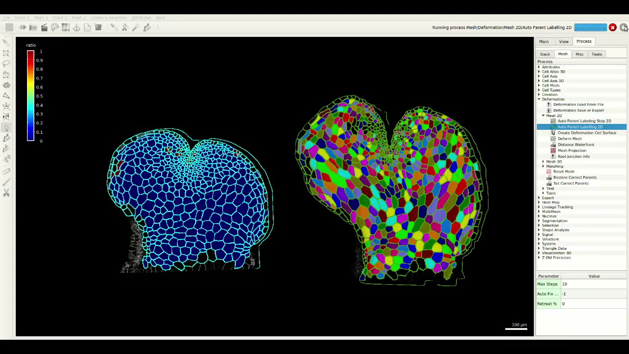 Semi-automatic parent labelling in MorphoGraphX