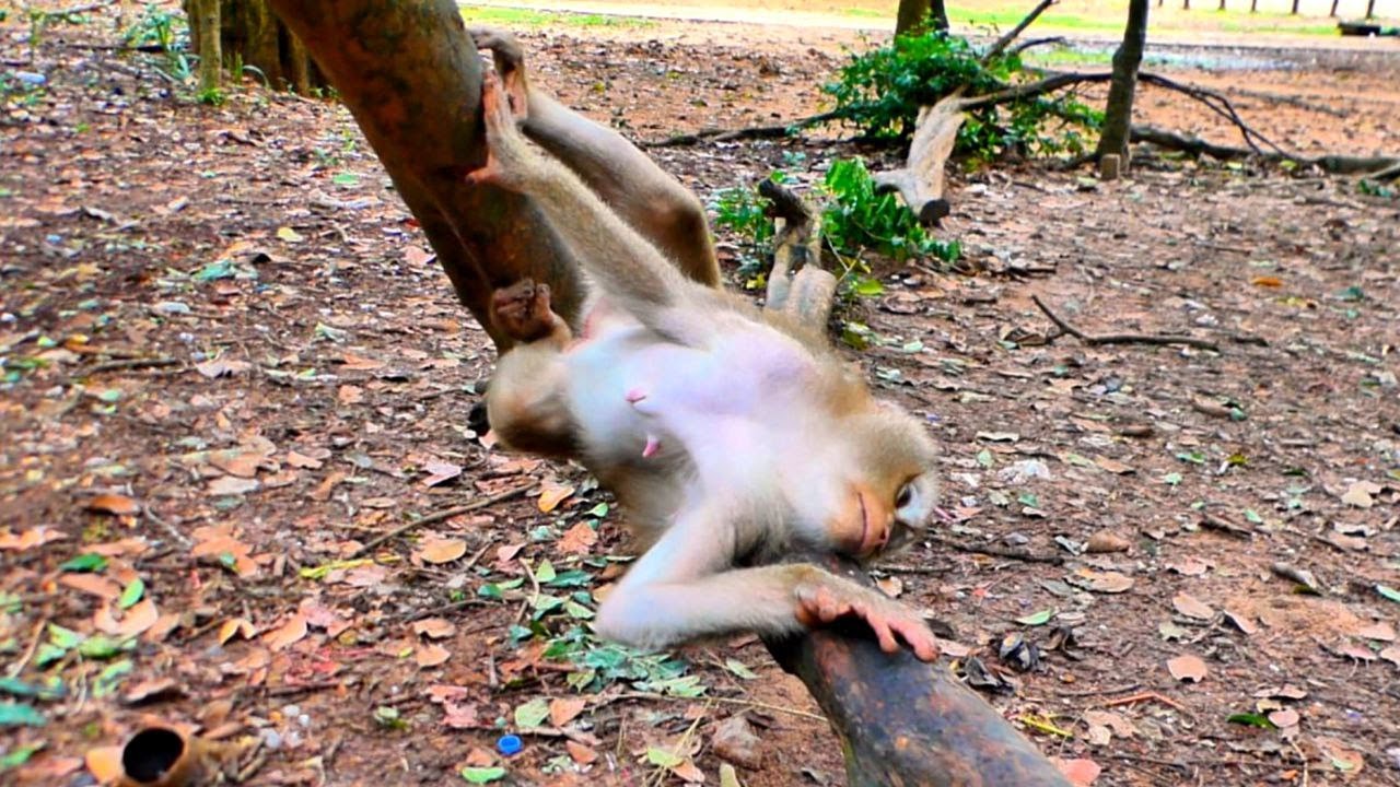 Pregnant Monkey LIBBY was sleeping alone, lonely, after her children left her.