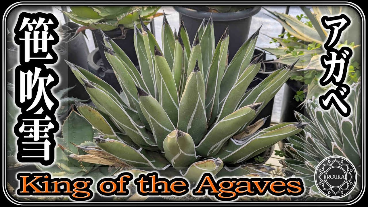 【アガベ紹介】笹吹雪 -King of the Agaves- キングの名を冠したアガベ【多肉植物】【園芸】
