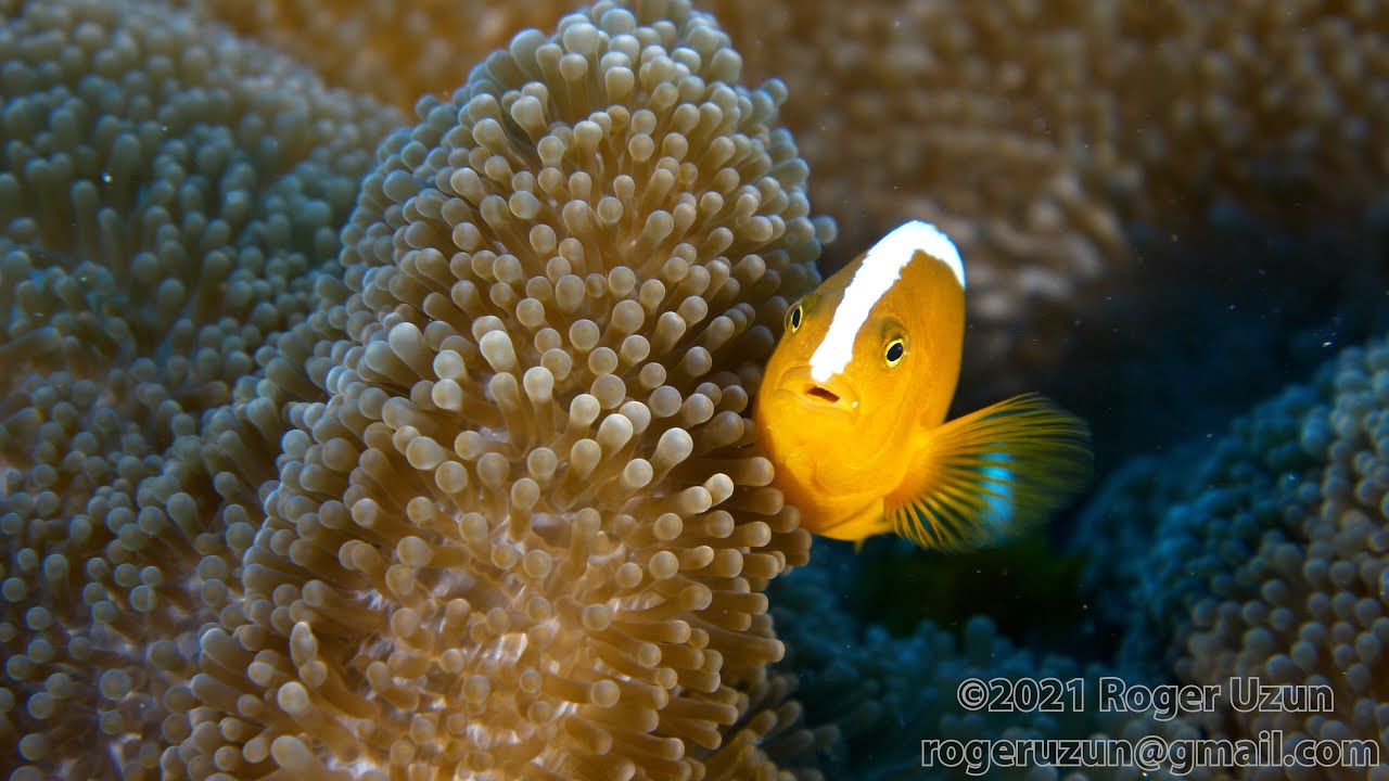 HDObservations : Orange Skunk Clownfish (4K UHD)