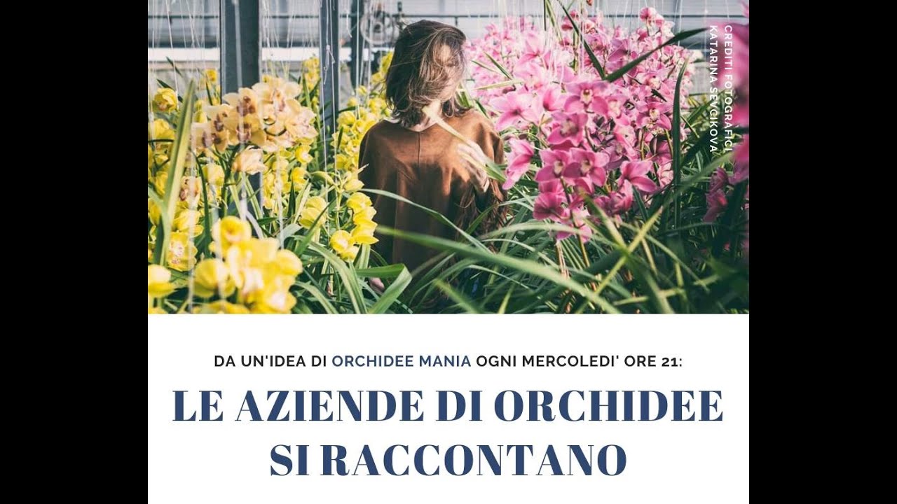 LE AZIENDE DI ORCHIDEE SI RACCONTANO: Giulio Celandroni Orchidee