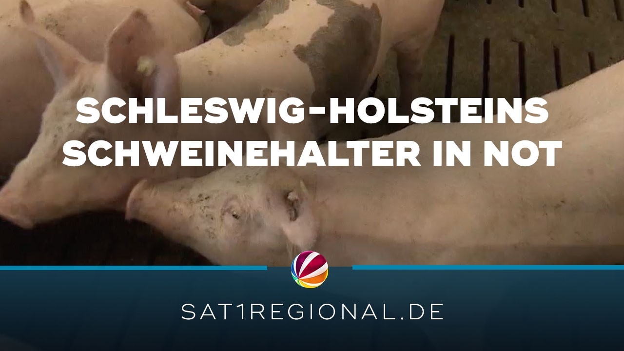 Schließung des Schlachthofs in Perleberg bringt Schweinehalter in Schleswig-Holstein in Not