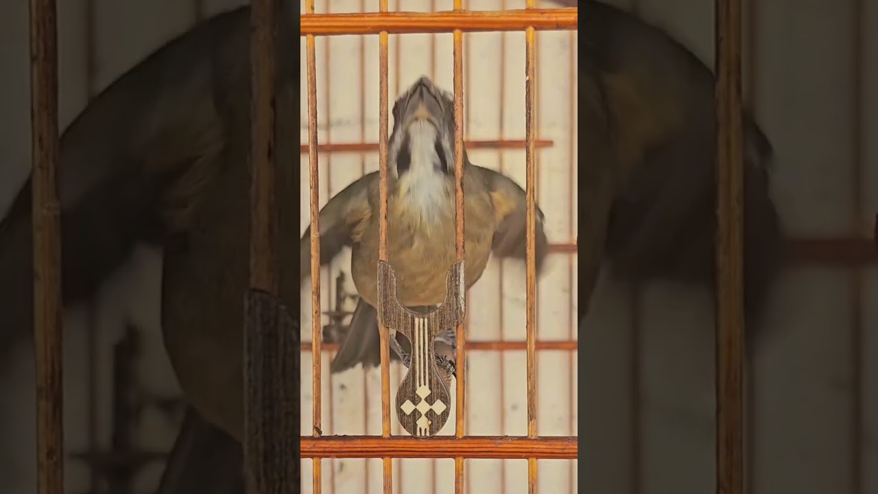 TRINCA FERRO SALTATOR SIMILIS MACHEADO DE TRINCA FERRO PARA FEMEA DE TRINCAFERRO ESQUENTAR