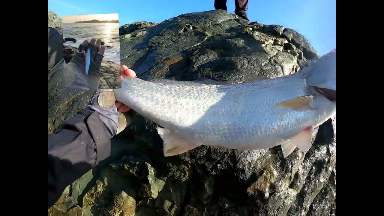 Corvina con Jigs / Probando Yamaga Early For rock 104H