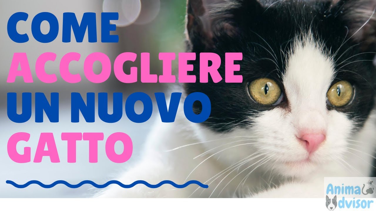 COME ACCOGLIERE UN NUOVO GATTO IN CASA. Tanti consigli utili per introdurre un nuovo gatto in casa!!