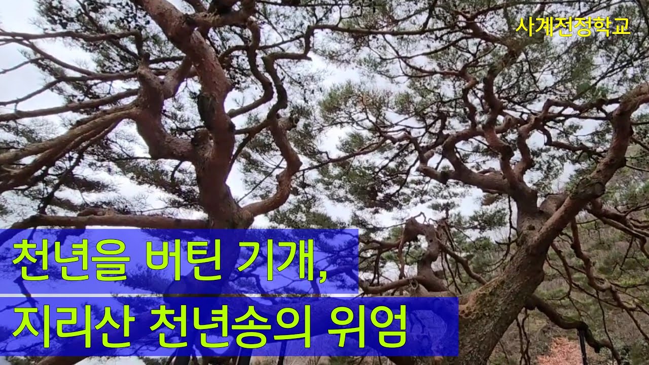 천년을 버틴 기개 지리산 천년송의 위엄 #281 촬영 25 12  