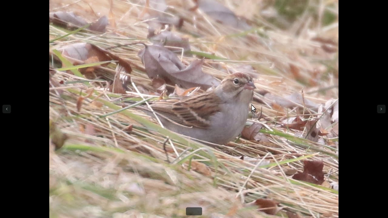 Chipping Sparrow (Nonbreeding/Winter) Identification Example