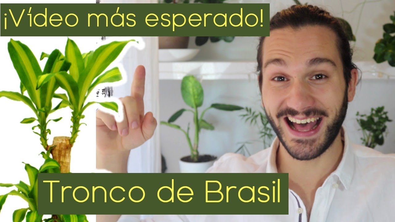 🌴 Tronco de BRASIL🌴 Cuidados PALO de Brasil ( Dracaena fragrans massangeana )😁